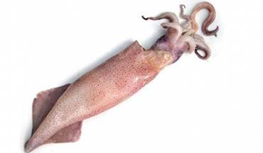 21 → Tikna Pêche